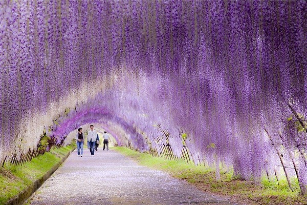 Du lịch Nhật Bản tháng 5 ngắm hoa Tử Đằng 5N4D (Đóng tour)