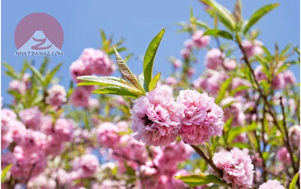 Hoa anh đào Nhật Bản: có thể bạn chưa biết?