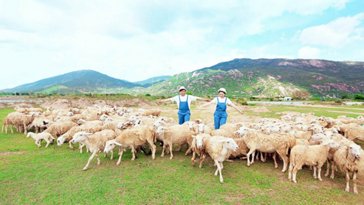 đồi cừu vũng tàu – địa điểm check in đẹp từng centimet (2022)