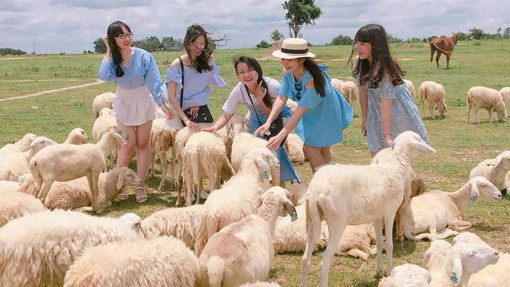 đồi cừu vũng tàu – địa điểm check in đẹp từng centimet (2022)