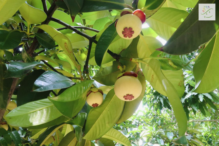 top 21 vườn trái cây đẹp nhất ở cần thơ mà bạn không thể bỏ qua (2022)