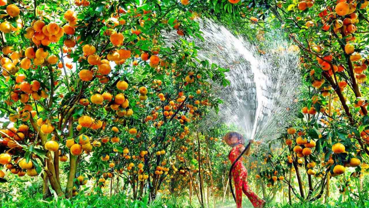 Vườn trái cây Vĩnh Long – “Bật mí” 4 địa điểm “hot” nhất Vĩnh Long