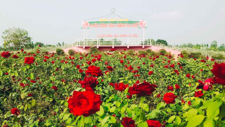 làng hoa sa đéc – check-in “vương quốc hoa” đầy sắc màu ở đồng tháp
