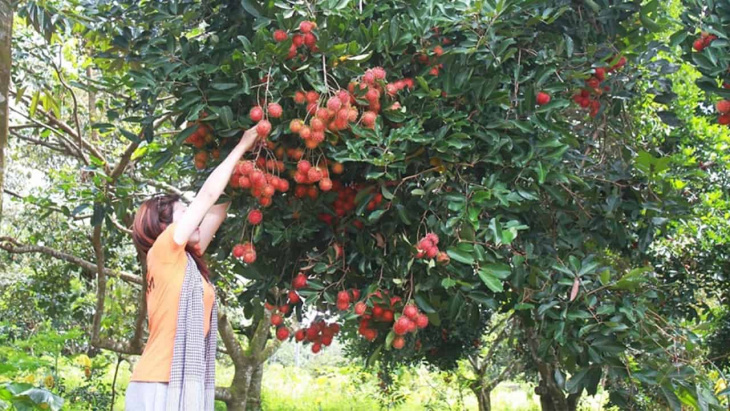 vườn trái cây bến tre – ghé thăm 7 vườn trái cây hot nhất năm 2022