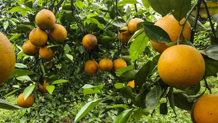 vườn trái cây bến tre – ghé thăm 7 vườn trái cây hot nhất năm 2022