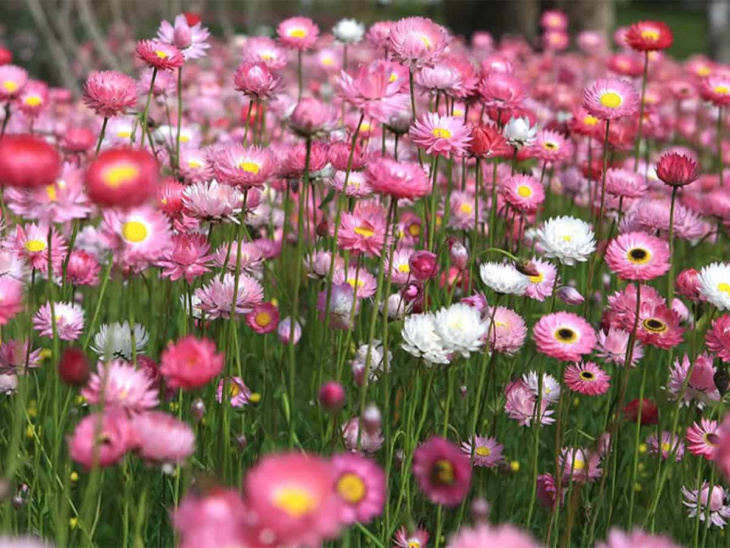 top 24 vườn hoa đà lạt cực đẹp – tha hồ check-in sống ảo