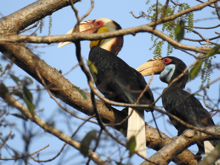 the birds of vietnam