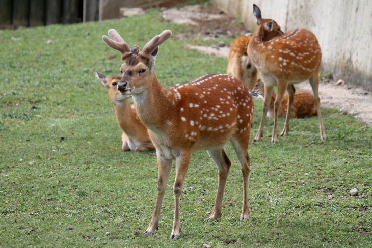 Are there (mouse) deer in Vietnam?