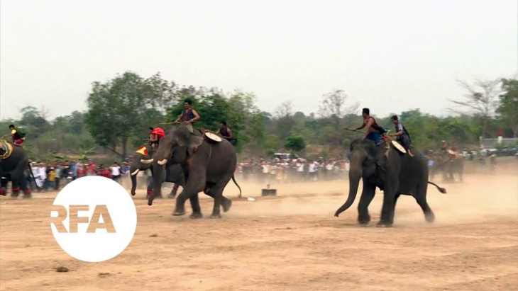 buon don elephant races