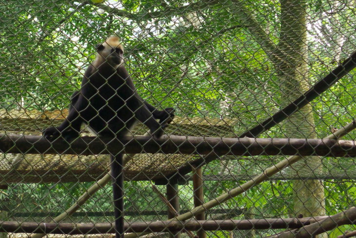 Are there gorillas or primates in Vietnam?