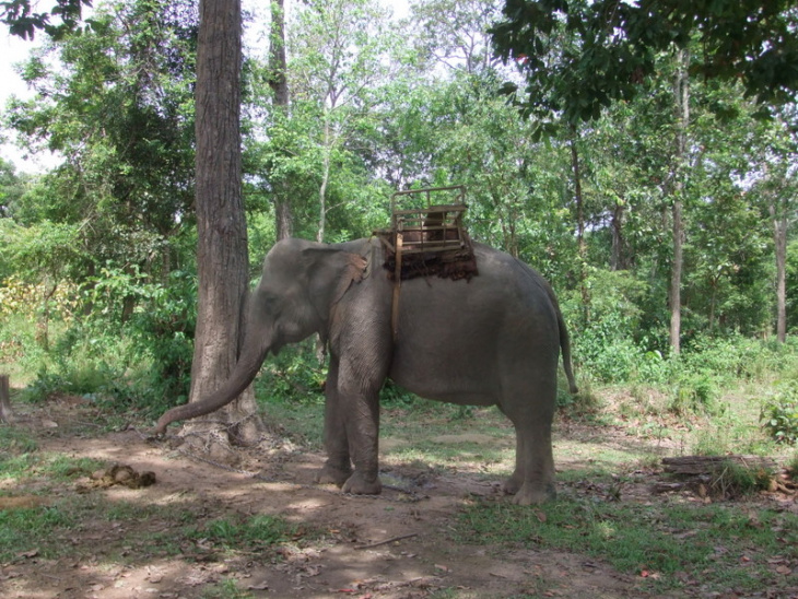 Are there elephants in Vietnam?