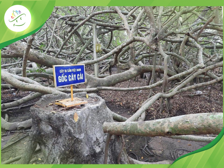 khu di tích lịch sử giàn gừa – khám phá cây giàn gừa khổng lồ