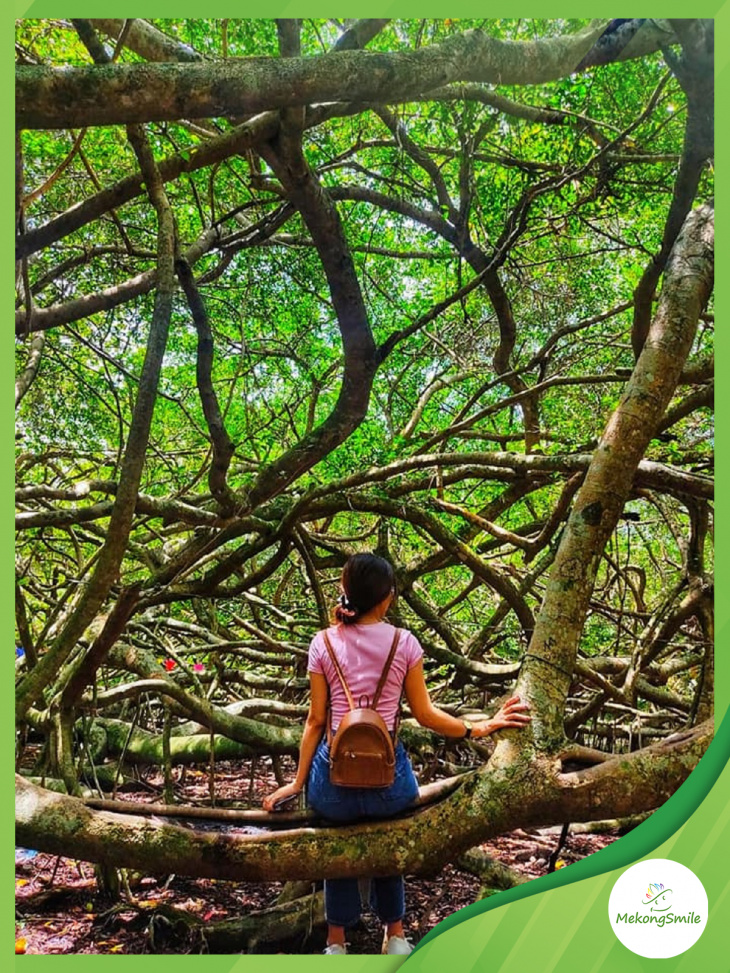 khu di tích lịch sử giàn gừa – khám phá cây giàn gừa khổng lồ