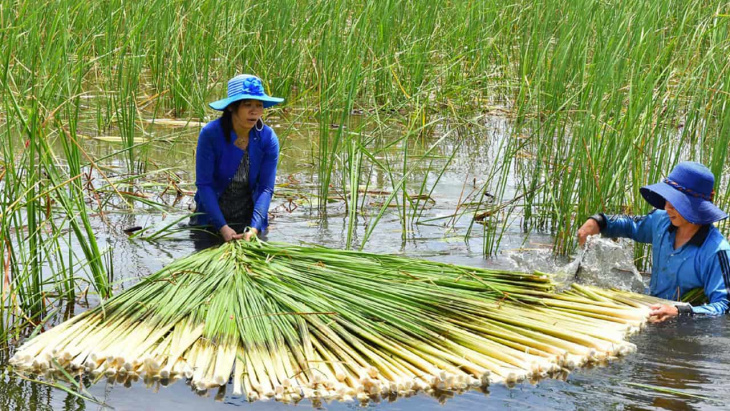 nhà thờ tắc sậy bạc liêu – hành hương viếng cha diệp linh thiêng