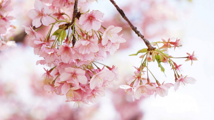Văn hóa Hanami - người Nhật ngắm hoa như thế nào?