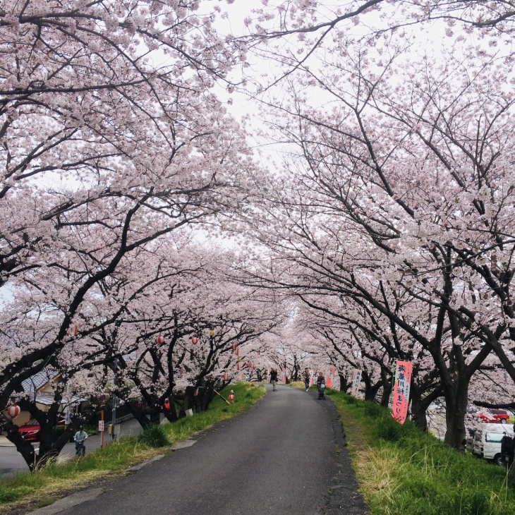 văn hóa hanami - người nhật ngắm hoa như thế nào?