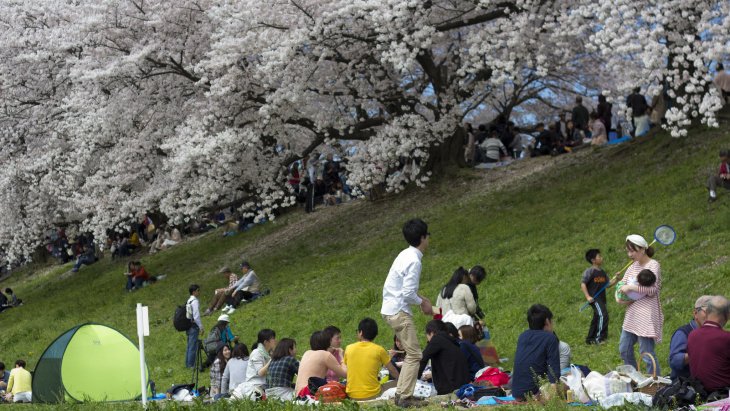 văn hóa hanami - người nhật ngắm hoa như thế nào?
