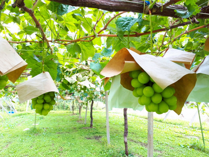 Tha hồ thưởng thức những trái nho mẫu đơn căng mọng ở vườn Asunaro
