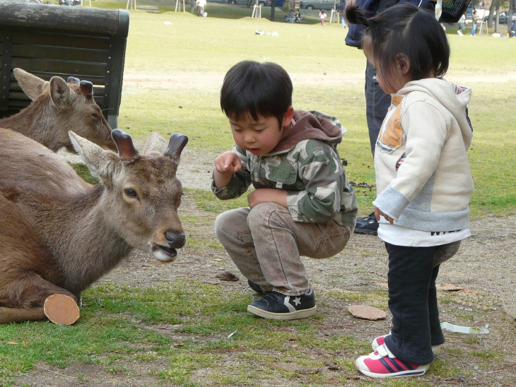 Đến Nara không chỉ để selfie cùng nai! Hãy khám phá cả văn hóa, thiên nhiên và ẩm thực nữa nhé!