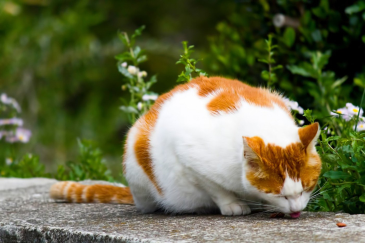 Có gì ở đảo mèo Aoshima? Hành trình khám phá “thiên đường của mèo” trong 1 ngày
