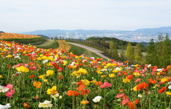 tuần lễ vàng 2021 - dạo chơi các vườn hoa ở khu kansai