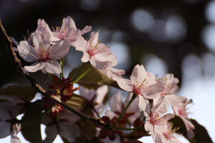 Ý nghĩa 22 loài hoa nổi tiếng ở Nhật và điểm danh một số địa điểm để ngắm chúng