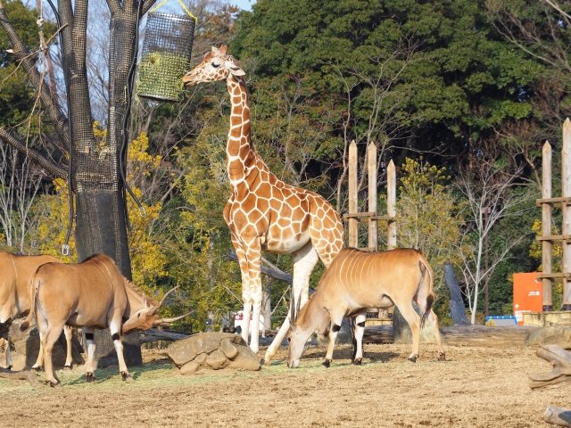 amazon, hướng dẫn đầy đủ khi đến với vườn bách thú zoorasia ở yokohama