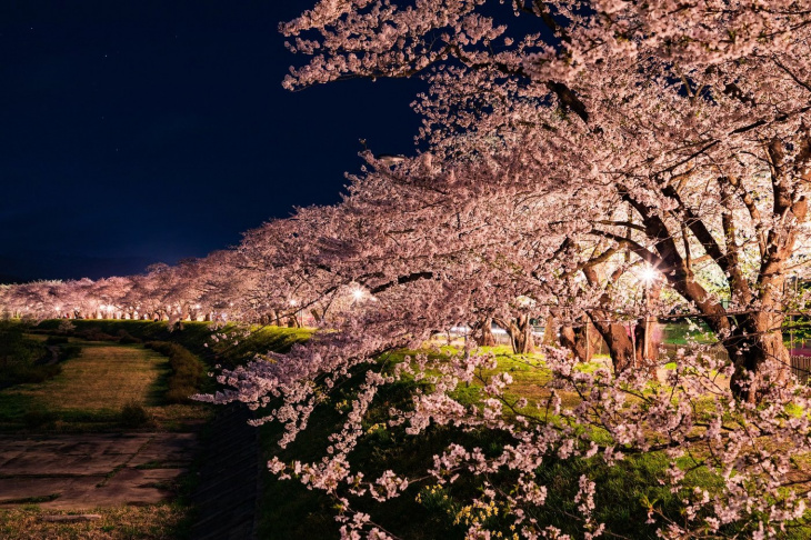 mùa xuân sang có hoa anh đào! 24 địa điểm hanami lý tưởng nhất tại vùng kansai