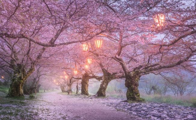 Những lý do không nên du lịch đến Nhật Bản – xứ sở mặt trời mọc