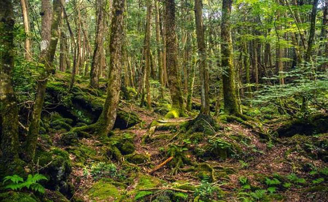 Thử độ gan dạ hãy đến thám hiểm Aokigahara, khu rừng tự sát ở Nhật Bản