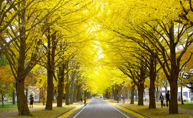 mùa thu hokkaido – vẻ đẹp lãng mạn của những bức tranh hoa
