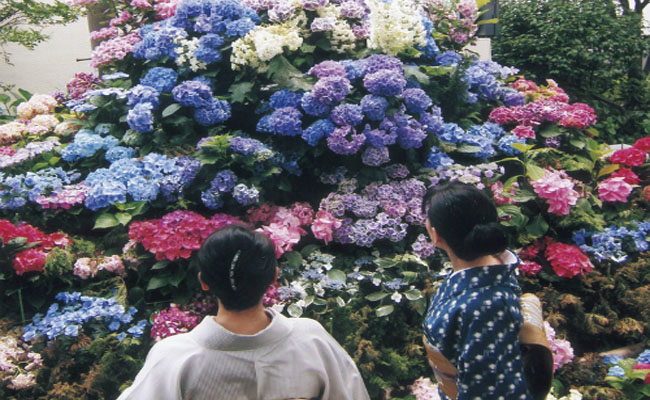 Điêu đứng trước vẻ đẹp mỹ miều mang tên hoa cẩm tú cầu ở Nhật Bản P.1