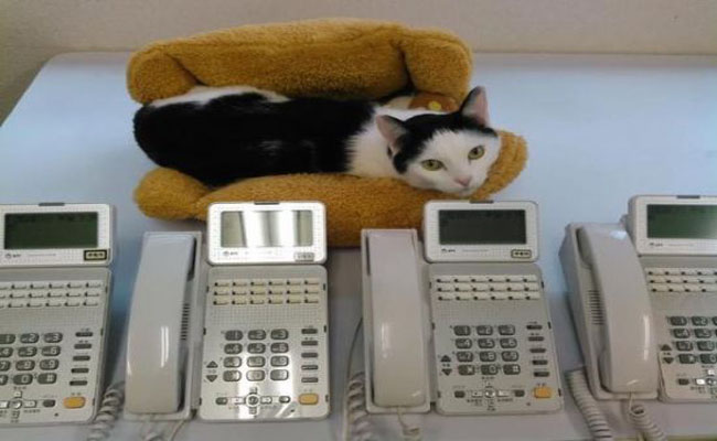 “nhân viên mèo”: chất xúc tác tăng năng suất công việc ở ferray, nhật