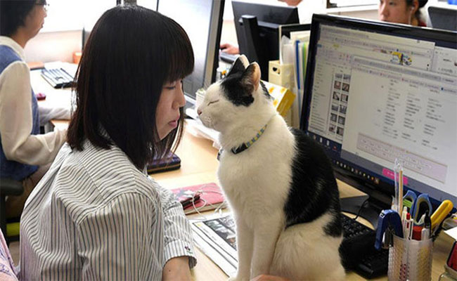 “nhân viên mèo”: chất xúc tác tăng năng suất công việc ở ferray, nhật