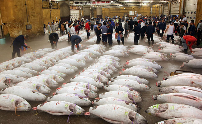 Lý do khiến bạn phải đến chợ cá Tsukiji Nhật Bản một lần trong đời