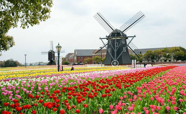 trải nghiệm kỳ thú tại thị trấn hoa tulip huis ten bosch trên đất nhật