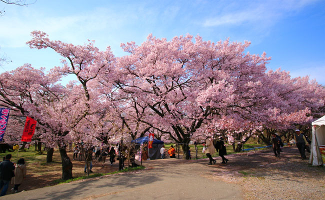choáng ngợp trước vẻ đẹp đệ nhất hoa anh đào ở công viên takatojoshi