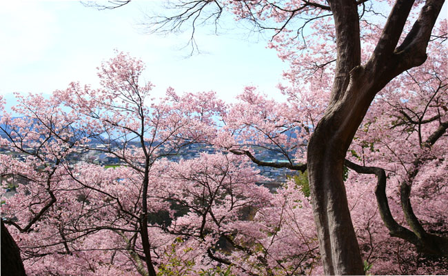 choáng ngợp trước vẻ đẹp đệ nhất hoa anh đào ở công viên takatojoshi