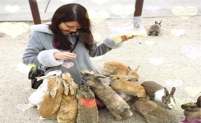 du lịch và khám phá vương quốc thỏ – okunoshima siêu dễ thương