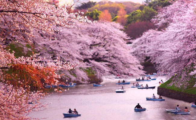 Bạn biết gì về những ưu điểm và khuyết điểm khi du lịch đến Nhật Bản?