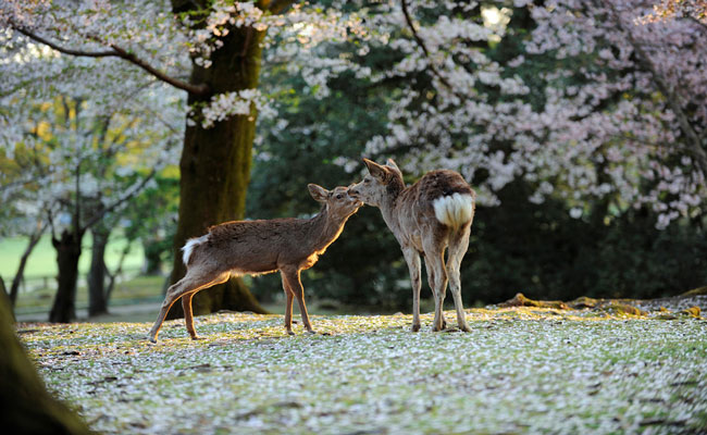 Du khách cần thận trọng khi đến công viên Nara, Nhật Bản