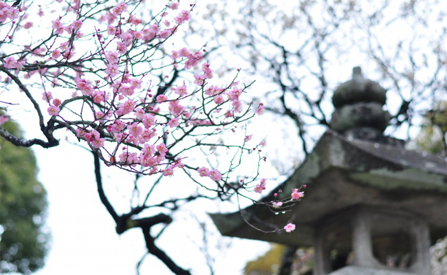 Lạc bước mùa hoa mận cùng những lễ hội đặc sắc mùa xuân Nhật Bản (P2)