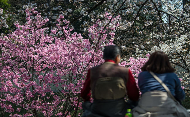 Điểm danh vẻ đẹp ngất ngây của những loại hoa anh đào ở Nhật Bản (P1)