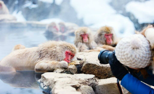 amazon, công viên jigokudani, địa điểm “tắm tiên” yêu thích của những chú khỉ