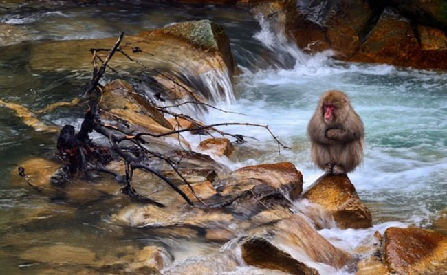 amazon, công viên jigokudani, địa điểm “tắm tiên” yêu thích của những chú khỉ