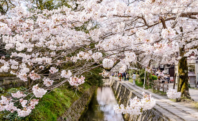 Top 6 con đường sống ảo chất lừ cùng hoa anh đào ở Kyoto (P.2)