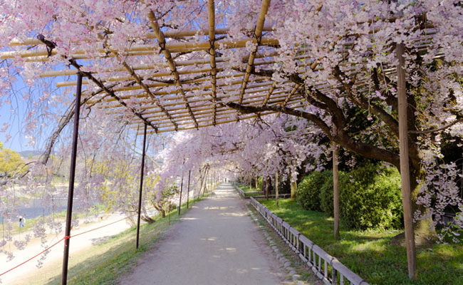 top 6 con đường sống ảo chất lừ cùng hoa anh đào ở kyoto (p.2)