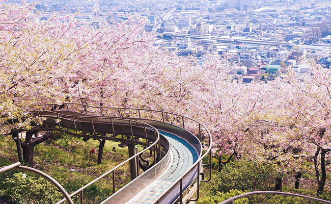 Đắm say với cảnh sắc hoa mơ Nhật Bản mùa nở rộ