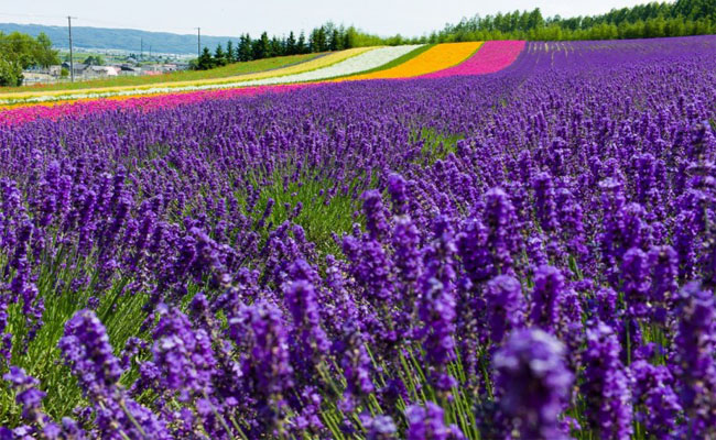 “Ngất ngây” với sắc tím Lavender tại vùng đất Furano, Nhật Bản