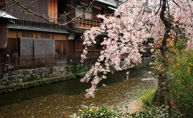 top 6 con đường sống ảo chất lừ cùng hoa anh đào ở kyoto (p.1)